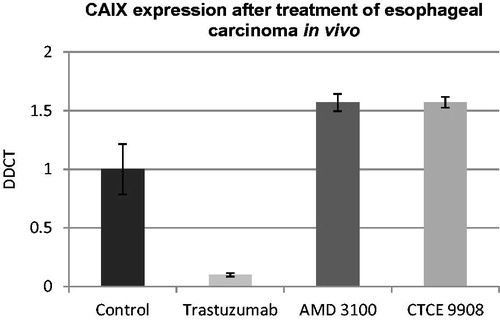 Figure 6. CAIX expression after treatment of esophageal carcinoma in vivo. While treatment showed a significant decrease in tumour progression in all treatment groups, as previously publishedCitation19,Citation20,Citation29, only trastuzumab led to a suppression of CAIX, while treatment with both CXCR4 inhibitors led to an up-regulation of CAIX. Standard deviation was calculated as percent deviation of Delta-CT values.