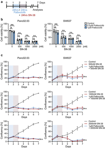 Figure 6. Palbociclib does not protect RB1-mutant cancer cells against SN-38.