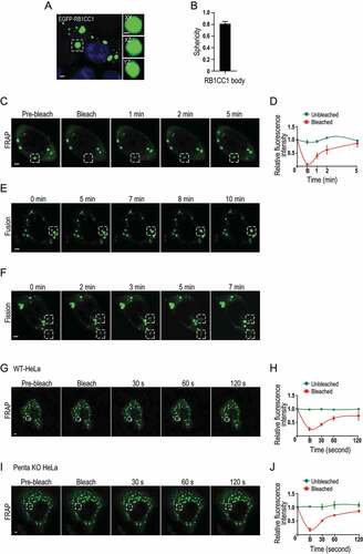 Figure 7. RB1CC1 participates in phase separation in cells. (A and F) MCF7 cells were transfected with expression vector encoding EGFP-RB1CC1. (A and B) Shows formation of RB1CC1 bodies, as viewed under a fluorescence microscope. Scale bar: 2 μm. Insets on the right shows 3D image of a RB1CC1 body at XY, XZ, and YZ planes. Scale bar: 1 μm. Panel B shows a plot of the sphericity of RB1CC1 bodies (n = 20). Data plotted as means ± SEM. (C) Fluorescence intensity recovery of a RB1CC1 body (boxed by dotted lines) after photobleaching. Scale bar: 2 μm. (D) Quantification of FRAP data for images in C. Bleaching event occurs at t = 0 s. Data plotted as means ± SEM (n = 3). (E and F) Fusion (E) and fission (F) of RB1CC1 bodies in MCF7 cells. Scale bar: 2 μm. (G and J) Wild-type HeLa cells (G and H) or penta KO cells (I and J) were transfected with expression vector encoding EGFP-RB1CC1. Panels G and I show fluorescence intensity recovery of a RB1CC1 body (boxed by dotted lines) after photobleaching for HeLa and penta KO cells, respectively. Panels H and J show quantification of FRAP data for images in G and I, respectively. Bleaching event occurs at t = 0 s. Data plotted as means ± SEM (n = 3).