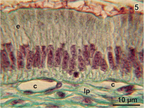 Figure 5. Histomorphology of the columnar epithelium (e). Note the flat profiles of capillaries (c) beneath the basal lamina. lp lamina propria.