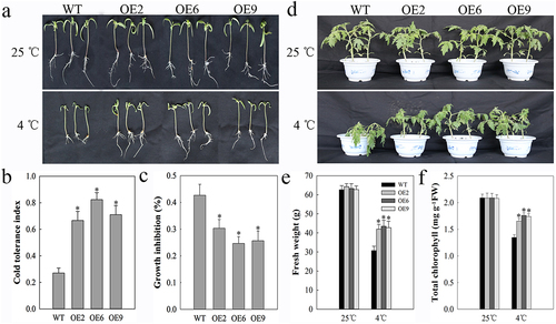 Figure 1. Cold resistance in 10-day-old and 6-week-old tomato plants. (a) 10-day-old seedlings were grown at either 25°C or 4°C for 5 d prior to imaging. (b) Cold resistance index. (c) Growth inhibition. (d) 6-week-old plants were grown at either 25°C or 4°C for 48 h. (e) Plant fresh weight. (f) Plant total chlorophyll content.