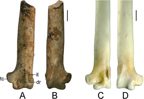 Fig. 2. An indeterminate ptilonorhynchid from the early Miocene RSO Site, Riversleigh, Australia, compared with the extant Scenopoeetes dentirostris. A, B, Indeterminate ptilonorhynchid, distal end of left ulna (QM F57970). C, D, Scenopoeetes dentirostris, right ulna (mirrored). A, C, cranial view, B, D, caudal view. Scale bar = 2 mm. Abbreviations: dr, depressio radialis; it, incisura tendinosa; tc, tub. carpale.