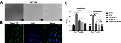 Figure 4 Effects of SU5416 on vascular permeability in LPS-treated mice. (A) Morphology images of PMVECs isolated from LPS-treated WT and TLR4-/- mice. (B) Immunofluorescence staining of factor VIII in PMVECs after treatment with DXM and/or SU5416. (C) Analysis result of endothelial cell permeability in PMVECs after treatment with DXM and/or SU5416. *P<0.01; **P<0.05; ***P<0.01 vs TLR4+/+.