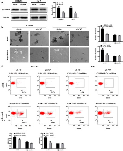 Figure 6. PAF facilitates self-renewal ability of liver CSCs via activating β-catenin