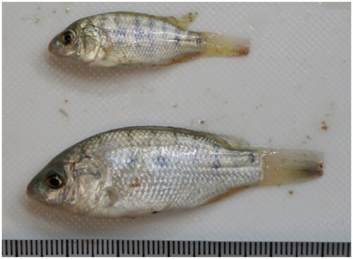 Figure 8. Typical photo of Nile tilapia after the experiment. Top: Sample in the control tank, Bottom: Sample in the tank with the active species.