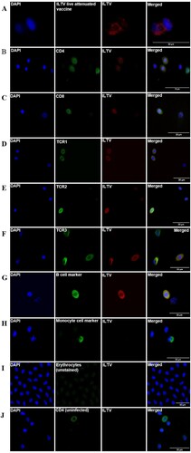 Figure 1. Immunofluorescence staining for ILTV glycoprotein E in representative blood cells. A, B, C, D, E, F and G plots respectively represent an ILTV live attenuated vaccine (positive control), CD4 cell, CD8 cell, γδ T cell (TCR1), TCRαβ/Vβ1 (TCR2), TCRαβ/Vβ2 (TCR3) and B cell positive for ILTV glycoprotein E antigen. The yellow colour or green/red merge demonstrates that the probes are co-localized within the same optical plane. Monocyte (H), and erythrocyte smear (I) with no visible staining for ILTV are also shown. A leukocyte smear (J) from an uninfected bird (stained for CD4) is shown as negative control for ILTV antigen.
