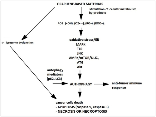 Figure 2 Molecular mechanisms of graphene’s interaction with cancer cells. Graphene-based materials induce autophagy through oxidative/ER stress and MAPK, TLR, JNK, AMPK/mTOR/ ULK1, ATG, or Akt signaling, but can simultaneously block autophagic flux, causing lysosomal dysfunction. This leads to the accumulation of autophagic mediators such as LC3, p62, which are involved in the death of cancer cells.