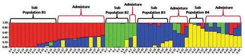 Figure 7. Population structure of 58 Coffea canephora germplasm accession based on SCoT assay at K = 4. Each color represent one subpopulation (B1 = Red bars, B2 = Green bars, B3 = Blue bars and B4 = Yellow bars)
