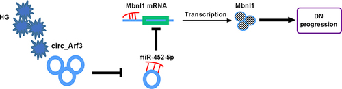 Figure 7 Schematic of the circ_Arf3/miR-452-5p/Mbnl1 axis in regulating HG-induced dysregulation in MCs. In HG-treated MCs, circ_Arf3 was down-regulated and miR-452-5p was overexpressed, and thus Mbnl1 was underexpressed, thereby contributing to DN progression.
