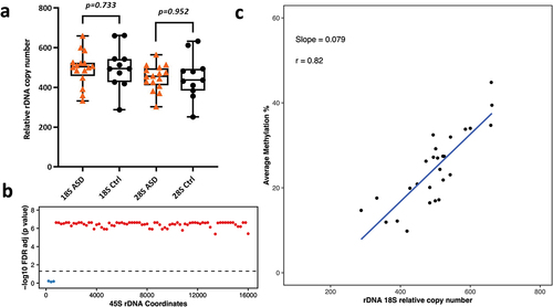 Figure 3. a) Relative 18S and 28S rDNA copy number in ASD vs control brains (16 ASD vs 11 control). No significant difference was observed after adjusting for age and gender. b) Relationship between 18S relative rDNA copy number and DNA methylation at the 45S rDNA locus: 18S rDNA CN was significantly associated with average methylation at the 45S rDNA locus after adjusting for age, gender and disease status. Each dot represents a 200 bp bin whose average DNA methylation was calculated. The obtained p-values were FDR adjusted prior to plotting. The values above the dotted line (red dots) indicate a significant association (p < 0.05) while the values below the dotted line (blue) indicate non-significant differences. The x axis represents the 45S rDNA coordinates. c) Scatter plot showing the relationship between relative 18S rDNA copy number and DNA methylation across rDNA coordinates 7400–7599.
