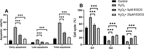 Figure 3 Effect of EGCG on apoptosis and cell cycle in H2O2 treatment-induced NPCs. (A) The apoptosis rate was detected in EGCG in 5 μM and 25 μM treatment for H2O2-treated NPCs; (B) the cell cycle was detected in EGCG in 5 μM and 25 μM treatment for H2O2-treated NPCs. ***P < 0.001. n = 4.
