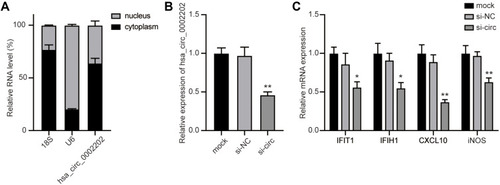 Figure 7 Inhibition of hsa_circ_0002202 suppressed IFN-I-induced inflammation. (A) Subcellular distribution of hsa_circ_0002202 in the nucleus and cytoplasm in THP-1-derived macrophages. (B) qRT-PCR detection of hsa_circ_0002202 expression after transfection with si-NC or si-circ. (C) qRT-PCR detection of IFIT1, IFIH1, CXCL10, and iNOS expression under IFN-I stimulation after treatment with hsa_circ_0002202 siRNA. Data are presented as the mean ± SD of three experiments and analyzed using one-way ANOVA with Tukey’s post-test. *P<0.05, **P<0.01, compared with the si-NC group.