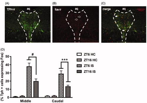 Figure 5. Stress-induced activation of DRN 5-HT neurons is modulated by time of day. Representative image of stressed-induced activation of DRN 5-HT neurons at ZT6 (A) TPH-immunoreactive (ir) neurons (green) (B) fos-ir nuclei (red) (C) Tph-positive neurons expressing fos in the middle and caudal aspects of the DRN. Data are presented as mean ± SEM. ***p ≤ .001, #p ≤ .0001.