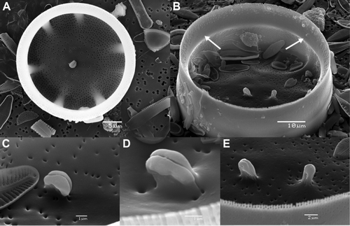 Figure 6  Scanning electron micrographs of the internal valve and rimoportulae of Cavernosa kapitiana from Ile de la Possession. A, Valve interior showing the caverns and one central rimoportula. B, Presence of two rimoportulae on a valve emerging from the first division of an initial cell. The arrows indicate the ringleiste. C,D, Structure of the rimportula seen from different angles. E, Detail of the two rimoportulae in (B). Scale bars, 10 μm except for (C, D), 1 μm.