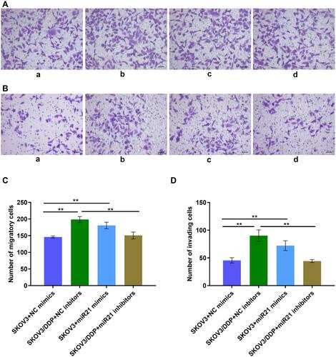 Figure 4 (A) Transwell assay detect the cell migration ability. a: SKOV3+NC mimics group; b: SKOV3/DDP+ NC inhibitors group; c: SKOV3+ miR21 mimics group; d: SKOV3/DDP+ miR21 inhibitors group. (B) Transwell assay detects the cell invasion ability. a: SKOV3+NC mimics group; b: SKOV3/DDP+ NC inhibitors group; c: SKOV3+ miR21 mimics group; d: SKOV3/DDP+ miR21 inhibitors group. (C) Quantitative analysis of migratory cells. (D) Quantitative analysis of invading cells. **P <0.01.