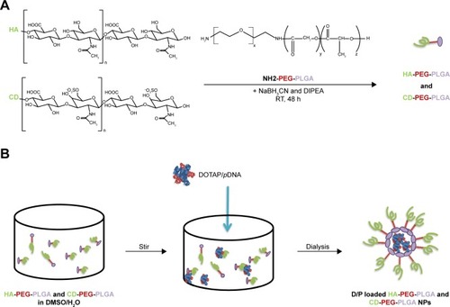 Scheme 1 (A) Synthesis of HA-PEG-PLGA and CD-PEG-PLGA copolymers. (B) Preparation of D/P-loaded NPs.Abbreviations: CD, chondroitin sulfate; DIPEA, N,N-diisopropylethlamine; DOTAP, 1,2-dioleoyl-3-trimethylammonium-propane; D/P, 1,2-dioleoyl-3-trimethylammonium-propane/pDNA; HA, hyaluronic acid; NaBH3CN, sodium cyanoborohydride; NPs, nanoparticles; PEG, poly(ethylene glycol); PLGA, poly(D,L-lactide-co-glycolide); RT, room temperature.