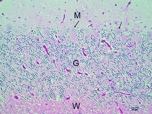 Figure 7.  HE-stained cerebellar cortex of an African grey parrot (Case 0387). The Purkinje cell layer of an unaffected (control) animal showing the normal distribution of Purkinje cells (arrows). M, molecular layer; G, granular layer; W, white matter.
