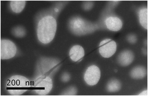Figure 2. Transmission electron microscopy micrograph of BCA-NLC.