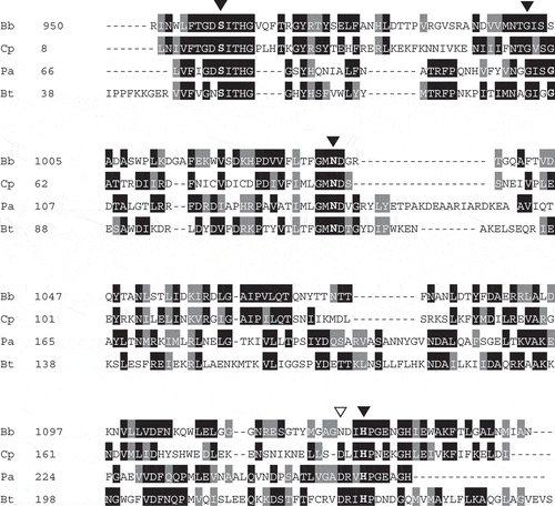 Figure 4. Multiple alignment of the amino acid sequences of the conserved region in the SGNH hydrolase-like 2 domain of SiaBb1.A multiple alignment of the SGNH hydrolase domain from enzymes was created by the ClustalW program. Similar residues, grey; identical residues, black; conserved SGNH residues, arrowhead; acid/base aspartic acid, open arrowhead; Bb, SiaBb1 from B.bifidum JCM1254 (AB278566); Cp, lipase/acyl hydrolase from Clostridium perfringens ATCC13124 (NC008261); Pa, lypolytic enzyme from Pseudoalteromonas atlantica T6c (CP000388); Bt, lypolytic enzyme from Bacteroides thetaiotaomicron VPI-5482 (NC004663).