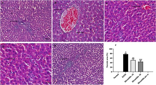 Figure 9. (A–E) Effect of hirsutidin on histological changes in all the groups. Liver sections stained with hematoxylin and eosin (H&E X200, scale bar  = 100 μm). A. Normal group, normal architecture indicated by black arrow B. Ethanol control group, severe degenerative to necrotic lesions indicatd by black arrow, C. hirsutidin (10 mg/kg) minor abnormalities indicated by black arrow, D. hirsutidin (20 mg/kg) restored to normal indicated by black arrow, E. hirsutidin Per se, normal architecture indicated by black arrow F. The percentage of necrotic area in mice liver samples, #P < 0.001 vs normal and **P < 0.001, ***P < 0.0001 vs EtOH.