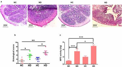 Figure 2. HAH showed significant damage of colon epithelial layer and activation of myeloperoxidase (MPO) in the DSS induced colitis model, 5 mice /group were used to test: (a) HE histology presented the damage of epithelial layer as pointed by red arrow; (b) the score of histological inflammation of colon among animal tested groups; (c) MPO activity scores among tested groups. *P < 0.05, **P < 0.01 ***P < 0.001