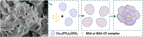 Figure 5 Illustration of the formation process of bovine serum albumin – hydroxyapatite nanoflowers. Created with BioRender.com.