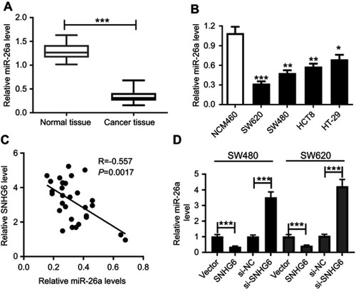 Figure 4 MiR-26a expression was downregulated in CRC and was suppressed by SNHG6. qRT-PCR assay of miR-26a expression in 29 pairs CRC tissues and adjacent noncancerous tissues (A) CRC cell lines (SW480, SW620, HCT8, and HT-29) and human normal colon mucosal epithelial cell line NCM460 (B). (C) The correlation between miR-26a expression and SNHG6 level in CRC tissues. (D) SW480 and SW620 cells were transfected with Vector, Vector-SNHG6, si-NC or si-SNHG6, followed by the detection of the miR-26a level by qRT-PCR. *P<0.05 or **P<0.01 or ***P<0.001 vs respective controls.