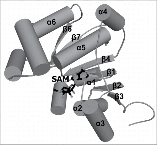 Figure 5. Crystal structure of human BCDIN3 γ-methyltransferase. A stick representation of SAM as a donor of the methyl group which is transferred by the BCDIN3 (PDB ID: 3G07) enzyme on the 5′ γ-phosphate group of the 7SK snRNA molecule. Secondary structure elements that correspond to elements of the conserved RFM core are labeled (β5 is hidden behind α5 and therefore its label has been omitted). Secondary structure elements outside of the conserved core are not labeled.