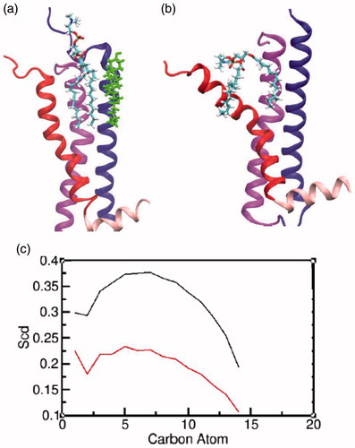 Figure 8. Characterizing the interaction of POPC at the groove of transmembrane helices I and VII: a schematic representation of a POPC molecule at the site in the (a) presence and (b) absence of cholesterol. The transmembrane helices I, II and VII and helix VIII are represented in blue, magenta, red and light pink, respectively. The cholesterol molecule is shown in green and POPC molecule is colored by atom type (carbon: cyan, phosphate: brown, hydrogen: white, nitrogen: blue and oxygen: red). (c) The order parameters calculated for the carbon atoms of the palmitoyl chain for the two POPC molecules in the presence (black) and absence (red) of cholesterol (For interpretation of the references to color in this figure legend, the reader is referred to the web version of this article).