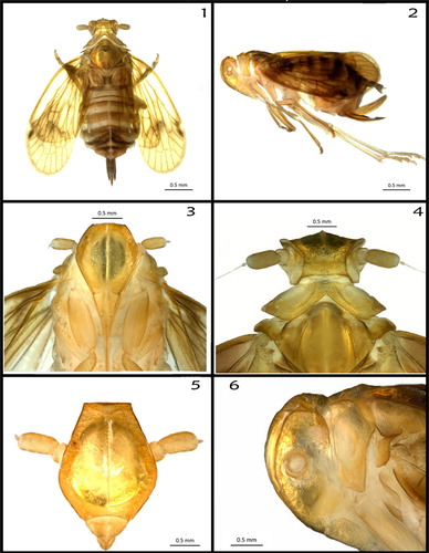 Figures 1–6. (1) Adult female, dorsal view; (2) adult female, left lateral view; (3) frons and clypeus, ventral view; (4) head, pronotum and mesonotum, dorsal view; (5) frons and antennae (scape, pedicel, arista missing), frontal view; (6) head and prothorax, left lateral view.