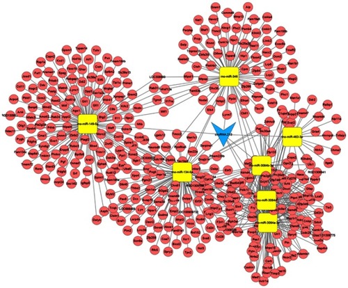 Figure 2 The subnetwork of circRNA-213. A total of 7 miRNA nodes, 392 mRNA nodes, and 629 edges were included. CircRNA-213 is represented by a blue arrow, and miRNAs and mRNAs are represented by yellow squares and pink circles, respectively.