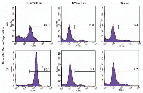 Figure 6 Detection of apoptotic cells following serum deprivation using Annexin V-Cy3 assay. Cells were collected at the indicated time points and 5 × 105 cell suspensions were treated with Annexin V. The proportion of cells showing apoptotic change was increased in N2amiRdual whereas most of cells showed the resistance against apoptosis stimulation in N2amiRscr and wild-type N2a cells (*p < 0.05).