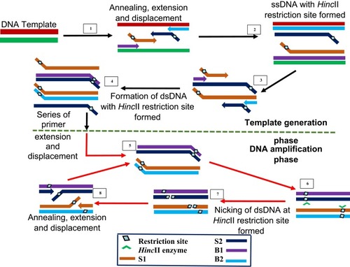 Figure 7 Strand displacement amplification. Denaturation of a dsDNA allows annealing of primers S1, S2, B1 and B2 which are extended simultaneously with the displacement of extended S1 and S2 strands bearing HincII restriction sites. When a dsDNA with both strands bearing HincII restriction sites is generated, the unmodified original strand extended from the primers is nicked by the enzyme, while the polymerase extension of the 3ʹ end of the newly synthesized strand results in the displacement of downstream DNA strands. The displaced strands then form the template for subsequent amplification which results in exponential amplification of the target. Adapted with permission from Walker TG. Empirical Aspects of Strand Displacement Amplification. Genome Res. 1993; 3:1–6.Citation204 Copyright © 1993, Cold Spring Harbor Laboratory Press.