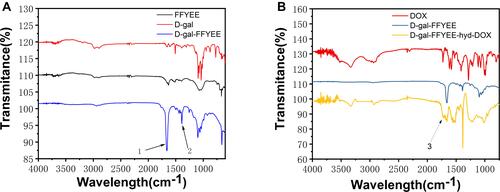 Figure 4 The infrared spectrum of the D-gal-FFYEE connected D-gal (A), and the final product D-gal-FFYEE-hyd-DOX (B).