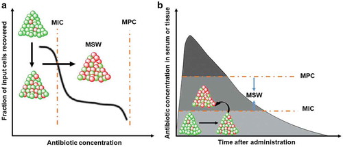 Figure 6. The concepts of mutant selection window (MSW) and mutant prevention concentration (MPC), as introduced by [Citation151]. (a) CFUs retrieved from a bacterial culture after antimicrobial exposure as a function of antibiotic concentration (Green and red indicate bacteria prior to and after mutation, respectively). (b) Serum concentration of an antibiotic as a function of time after administration, with MIC and MPC, indicated [adapted from reference 150] (with permission from Oxford university press).
