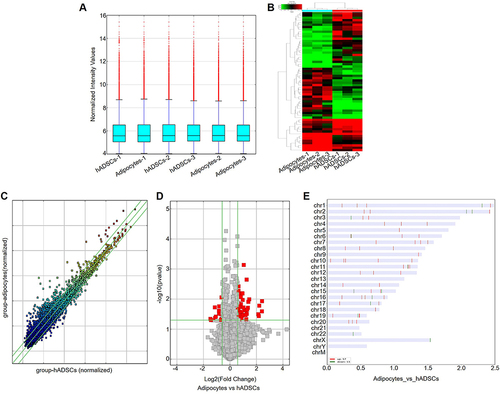 Figure 1 DECs in hADSCs and adipocytes. (A) The box plot depicted the distribution of normalized intensity for the entire data set. (B) Hierarchical clustering analysis was performed to generate maps of DECs in hADSCs and adipocytes. Red indicates a relatively elevated level of expression. Green indicates a relatively low level of expression. (C) Scatter plot was utilized to evaluate alterations in the expression of circRNAs between hADSCs and adipocytes. The presence of circRNAs above the upper green threshold and below the lower green threshold signifies a quantity greater than 1.5-fold DECs between the two samples being compared. (D) The volcano plot revealed a substantial fold change indicating statistically significant differential expression comparisons between hADSCs and adipocytes (fold change >0.5, P<0.05). (E) Characterization of the classification and distribution of DEGs across human chromosomes.