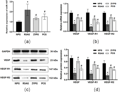 Figure 6 Relative expression of miR-187, VEGF, VEGF-R1 and VEGF-R2 gene and protein in vivo. (a) Relative expression of miR-187 in different groups were detected by qRT-QPCR (n=9). (b) Relative expression of VEGF, VEGF-R1 and VEGF-R2 mRNA in different groups were detected by qRT-QPCR (n=9). (c and d) Quantification and representative Western blot of VEGF, VEGF-R1, VEGF-R2 protein in different groups, normalized to GAPDH (n=3). All data are presented as the mean ± SD. *P<0.05 versus normal pregnancy. #P<0.05 versus RSA.