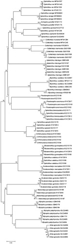 Figure 3. Neighbor-joining tree based on COI sequences using K2P distances.