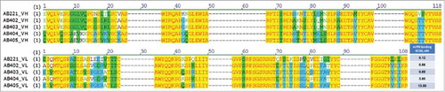 Figure 3. Humanized variants of anti-TfR1 antibody with different TfR1 binding affinities. Sequence alignment of four humanized variants (AB402, AB403, AB404 and AB405) compared to the parent AB221 (anti-mTfR1) is shown and modifications made are highlighted. CDRs (dash lines) of both heavy and light chains remain the same. Cell-based binding assay shows reduced TfR1 binding affinity for AB404 and AB405 compared to AB221.