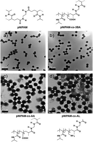 Figure 1. TEM micrographs and chemical structures of (a) pNIPAM@ NPs (monomer concentration 150 mM and 5% BIS) and the co-polymeric systems: (b) pNIPAM-co-3BA@ (c) pNIPAM-co-AA@, and (d) pNIPAM-coAL@.