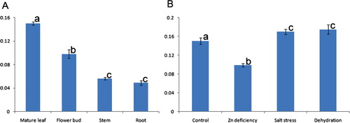 Figure 9. Normalized fold change (indicated by vertical value) of VuCAl transcripts as revealed by Q-PCR analysis. (A) Different tissues sampled at 21 days grown under control conditions. (B) Mature third leaf tissue sampled with different stress such as zinc deficiency stress for 21 days, salt stress (150 mM:NaCl for 24 h), and dehydration for 6 h. Values are the means ± standard errors (n = 3). Different letters above the columns indicate significant difference at p < .05.