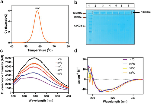 Figure 3. Thermal stability analysis of purified M-CoV-S. (a) differential scanning colorimetry for estimation Tm. M-CoV-S (0.5 mg/ml) was loaded onto nano-DSC with 10 mM PBS as a reference. Thermal melting at scanning rate of 1 °C/min and 3.0 atmospheres of pressure. NanoAnalyze software showed a Tm of 58°C. (b) SDS-PAGE analysis of M-CoV-S stored at different temperatures. Lane 1: Marker, lane 2: 4°C day 3, lane 3: 4°C day 7, lane 4: 25°C day 3, lane 5: 25°C day 7, lane 6: 37°C day 3, lane 7: 37°C day 7. (c) Intrinsic tryptophan fluorescence of M-CoV-S at different temperatures. (d) Far UV circular dichroism spectroscopy of M-CoV-S at different temperatures.