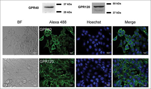 Figure 1. Expression of GPR40 and GPR120 in airway epithelial Calu-3 cells. Western blot analysis and immunofluorescence staining of GPR40 and GPR120 in Calu-3 cells are shown (n = 3–4). GPR40 and GPR120 in green (Alexa 488), nuclear content in blue (Hoechst), BF is brightfield.