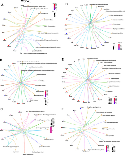 Figure 8 The GO functional enrichment and KEGG pathway enrichment. GO functional enrichment in WS/WF group. (A) BP. (B) MF. (C) CC. KEGG pathway enrichment analysis in WF/WC (D), WS/WC (E) and WS/WF (F). The left side represents the WF/WC group compared to each other, while the right side shows the WS/WC group compared to each other. The brown circles and the different colored line segments represent different items. The different colors indicate the difference in fold change, with red being the largest and blue the smallest. The size of the circles represents the number of proteins enriched in the item.