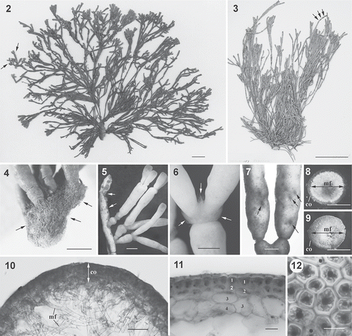 Figs 2. Dichotomaria hommersandii. Habit and vegetative structure (Natal, South Africa). 2. Holotype: a female plant showing ramified branchlets (arrows) at upper part and narrower terete branches at lower part of thallus. 3. Isotype: a female plant showing constrictions at internodes (arrows) that form the moniliform thallus. 4. A silica gel-preserved, female plant showing a holdfast consisting of numerous rhizoidal filaments (arrows), and well-developed proliferations (upper). 5. Upper part of thallus showing numerous young branches arising from lesions of a senescent branch (arrows). 6. Nodes showing production of numerous long assimilatory filaments (arrows). 7. Close-up of ostioles of cystocarps (arrows). 8. Cross-section through a branch showing cortical layer (co) and central medullary filaments (mf) with heavily calcification (white in colour). 9. Cross-section through a branch showing cortical layer (co) and central medullary filaments (mf) after decalcification. 10. Detail of cross-section through a branch, showing outer layer of cortical region (co) and inner layer of medullary filaments (mf). 11. Detail of cortex showing 3- or 4-celled cortical structure. Number indicates the different layer of cortical cells. 12. Surface view of upper part of smooth branch showing 5- or 6-sided polygonal cortical cells. Scale bars = 2 cm (Fig. 2), 5 cm (Fig. 3), 1 mm (Figs 4, 5), 0.5 mm (Figs 6–9), 100 µm (Fig. 10), 25 µm (Fig. 11) and 15 µm (Fig. 12).