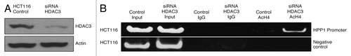 Figure 6. Knockdown of HDAC3 increased the acetylation of H4. ChIP with AcH4 demonstrated a significant increase in H4 acetylation at the HPP1 promoter following knockdown of HDAC3 in HCT116.