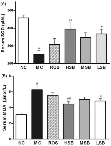 Figure 5. Effects of SalB on serum SOD activity and MDA level in diabetic rats for 6 weeks. The values are expressed as means ± SEM (n = 10). *p < 0.01 as compared with the NC group. #p < 0.05 as compared with the MC group, ##p < 0.01 as compared with the MC group. NC, normal control; MC, model control; ROS, diabetic rats treated with rosiglitazonen (1.33 mg/kg, bw); HSB, diabetic rats treated with high dose of SalB (200 mg/kg, bw); MSB, diabetic rats treated with middle dose of SalB (100 mg/kg, bw); LSB, diabetic rats treated with low dose of SalB (50 mg/kg, bw).