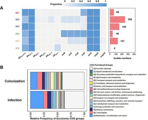 Figure 4 Genomic characteristics of gut colonized hv-CRKP and pathogenic hv-CRKP. (A) Virulence genes and carbapenem resistance genes carried by ST11 hv-CRKP among different SCs. (B) COG classification annotation results of accessory genome differential genes of gut colonized ST11 hv-CRKP and pathogenic ST11 hv-CRKP.