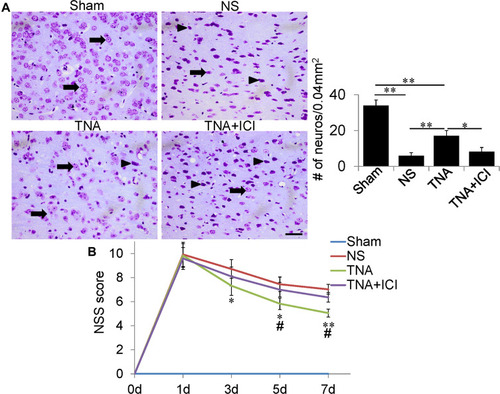 Figure 1 TNA treatment ameliorated neuronal loss and promoted neurological functional recovery after TBI. (A) Neurons were determined by Nissl staining. Many normal neurons (arrows) were detected in Sham group. TNA-treated mice had much more neurons on day 7 compared with NS-treated or TNA+ICI-treated mice (*P < 0.05, **P < 0.01). (B) NSS score on day 0, 1, 3, 5 and 7 after treatment. In Sham group no neurological deficit was found. Compared with NS-treated mouse, TNA-treated mice had less severe symptoms from day 3 after treatment (*P < 0.05, **P < 0.01). Compared with TNA+ICI-treated mice, TNA-treated mice also showed better recovery from day 5 (#P < 0.05). TNA+ICI-treated mice did not recover better than NS-treated mouse within 7 days. (scale bar: 50 μm.).