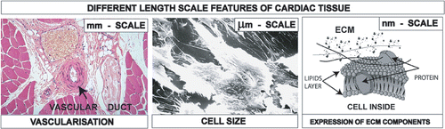 Figure 1. Different length scales of cardiac tissue to be integrated into the scaffold: mm scale for vascularisation and nutrition, µm scale for cell accomodation, nm scale for the expression of ECM components.